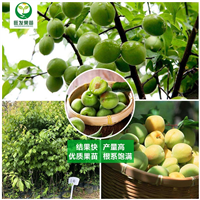 广西青梅苗
