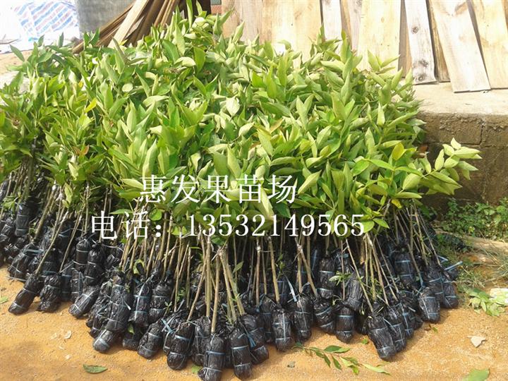 大叶红莲雾苗，大叶红莲雾苗报价 