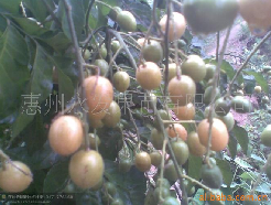 黄皮果苗|“惠州黄皮果苗-|惠州黄皮果苗 