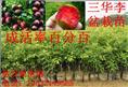 哪里有三华李苗批发，三华李苗哪里** 