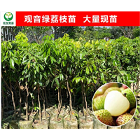 河源观音绿荔枝苗