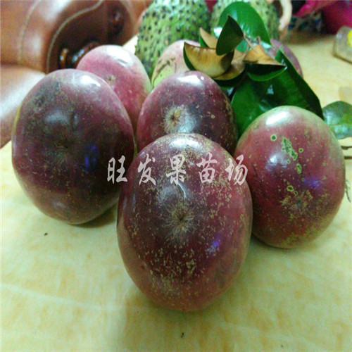 精品推荐台湾牛奶果树苗新品种 5年大树苗