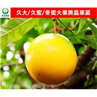 河源大果黄晶果苗