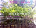 惠州板粟苗/板粟苗批发/大量出售板粟苗 
