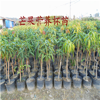 出售芒果苗，惠州芒果苗，广东芒果苗基地 