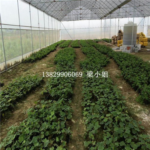 广西波姬红无花果苗价格、台湾无花果 