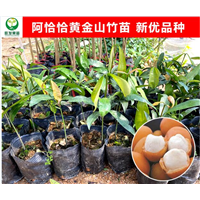 河源阿恰恰黄金山竹苗