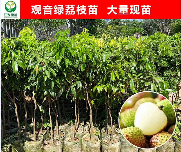 河源观音绿荔枝苗
