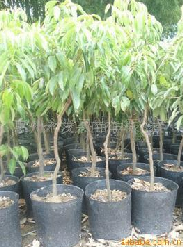 荔枝果苗、龙眼果苗|“惠州荔枝果苗 