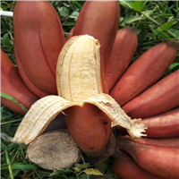 深圳红香蕉苗