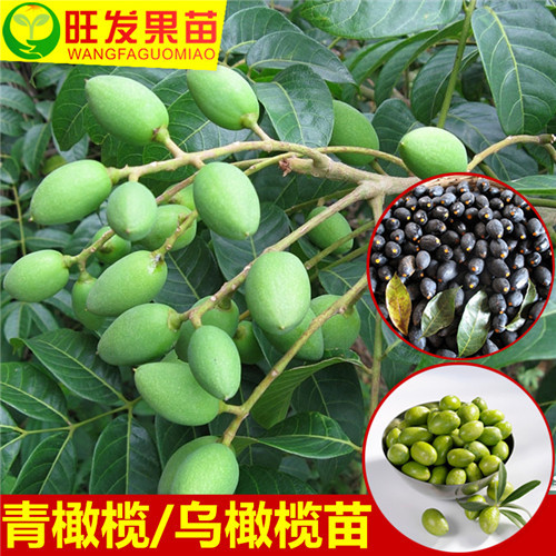 惠州果苗基地，批发青橄榄苗，青橄榄嫁接苗 