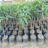 广东芒果苗价格，广东芒果苗，广东果树苗 