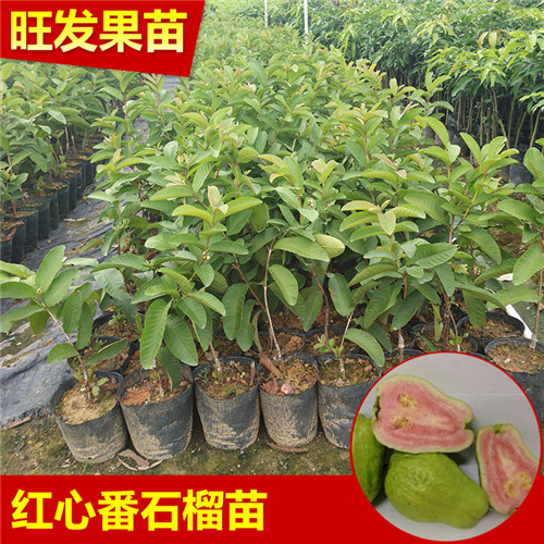 西瓜红红心番石榴苗，广东番石榴苗基地 