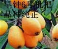 供应6号早钟枇杷种苗/6号早钟枇杷纯**种 