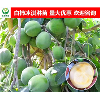 中山白柿冰淇淋果苗