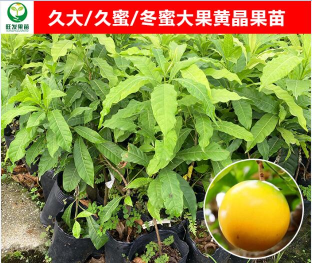 东莞大果黄晶果苗