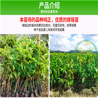 惠州澳芒果苗价格，惠州澳芒果苗基地 