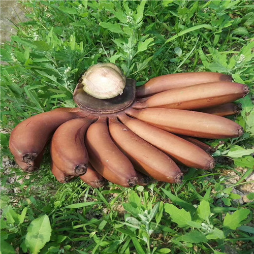 广东红香蕉苗