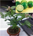 惠州香水柠檬|”香水柠檬苗-|惠州香水柠檬苗基地 