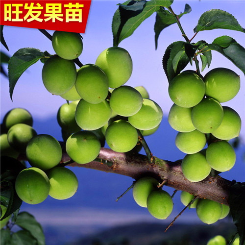 青梅苗价格，惠州青梅苗，广东青梅苗 