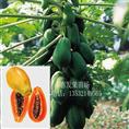 广东优质美国夏威夷木瓜苗价格 