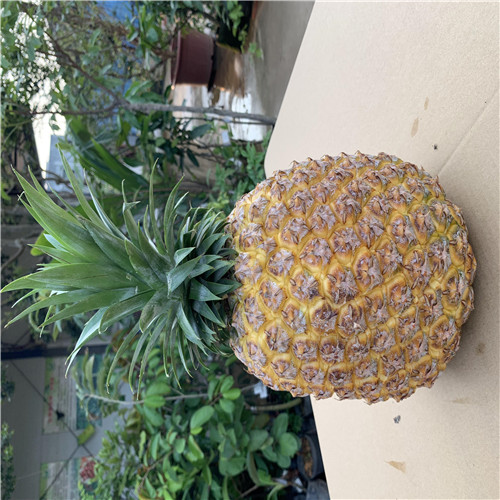 广东霸王凤梨苗批发