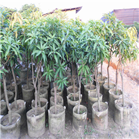 惠州芒果苗基地，大量芒果苗，惠州果苗 