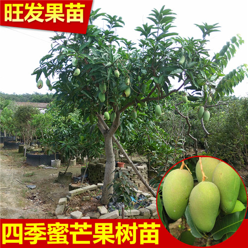 四季芒果，惠州果苗，东莞果苗 