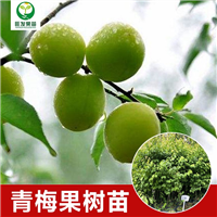 惠州青梅苗