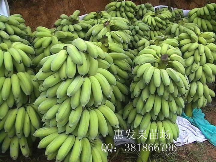 批发金粉1号粉蕉苗；湖南金粉1号粉蕉苗
