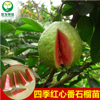 供应番石榴苗，广东西瓜红红心番石榴苗 