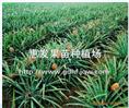 凤梨地菠萝苗/惠州凤梨地菠萝苗/地菠萝 