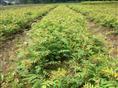 东北花楸苗-东北花楸苗基地/东北花楸苗供应