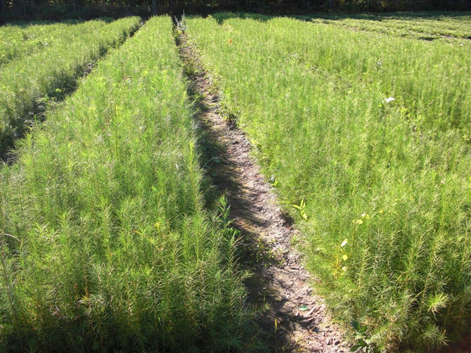 东北长白落叶松苗-东北长白落叶松苗基地/东北长白落叶松苗供应