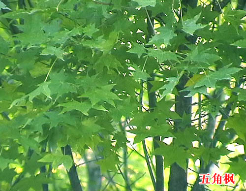 东北长白落叶-五角枫苗  