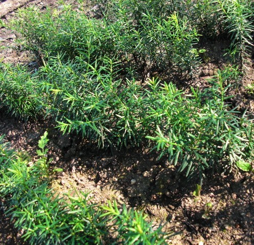 东北红豆杉苗 