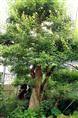 东北长白落叶-三角枫苗  