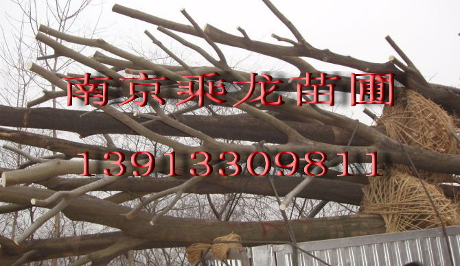 直销36公分朴树37公分朴树38公分朴树价格 