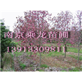 直销5公分紫玉兰5公分紫玉兰价格多少钱 