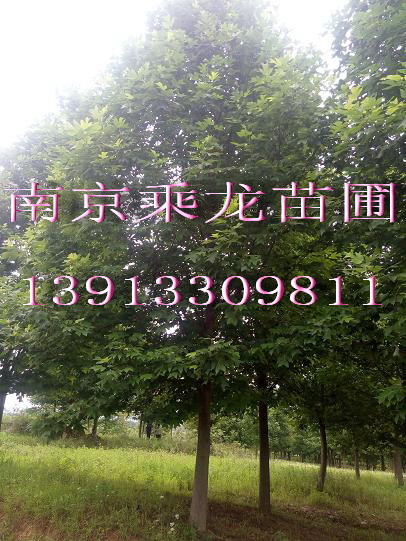 15公分马褂木价格15公分马褂木价格多少钱 