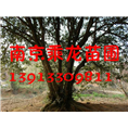 50公分丛生朴树价格55公分丛生朴树价格 