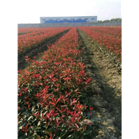 冠幅1米石楠2米石楠3米石楠4米石楠价格 