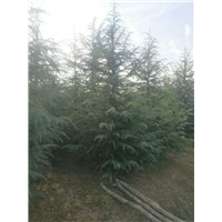 雪松-2 