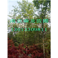 6公分白玉兰.6公分白玉兰价格多少钱 