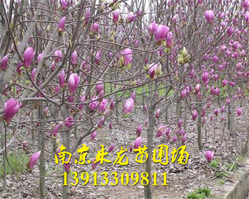 红玉兰 