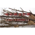 朴树直销6公分朴树7公分朴树8公分朴树价格 