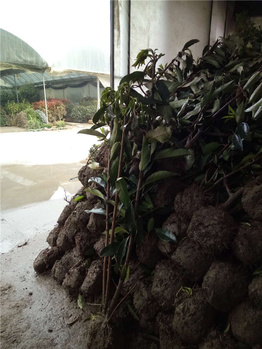 2公分红玉兰价格1公分红玉兰价格 