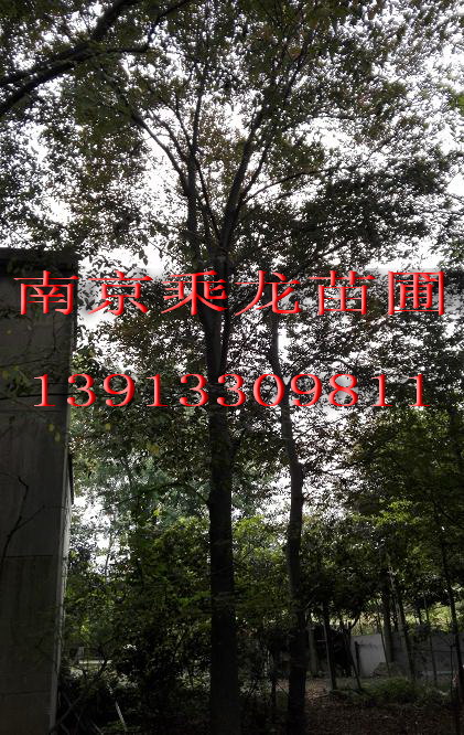 胸径3公分榉树价格5公分榉树7公分榉树价格 