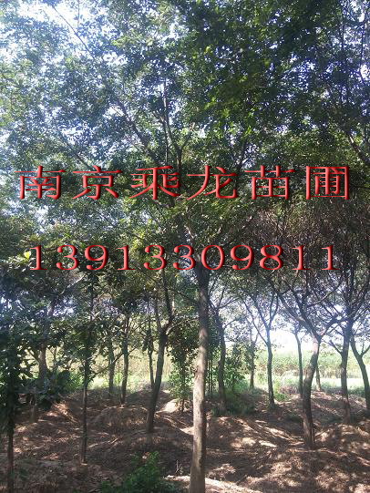 胸径9公分朴树10公分朴树11公分朴树价格 
