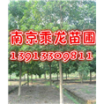 11公分重阳木13公分重阳木价格多少钱 